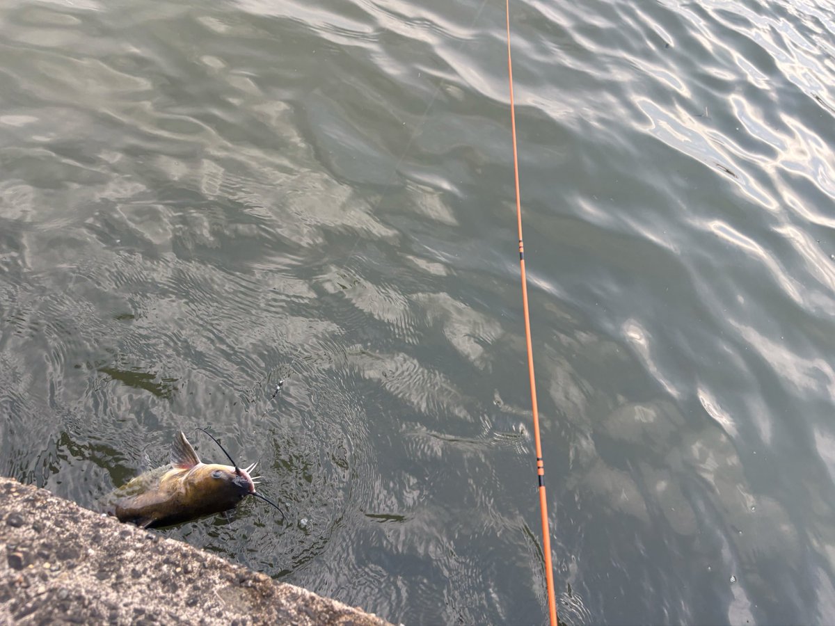 小物釣りしに来ただけなのに😭
アメナマの猛攻撃に遭うの巻