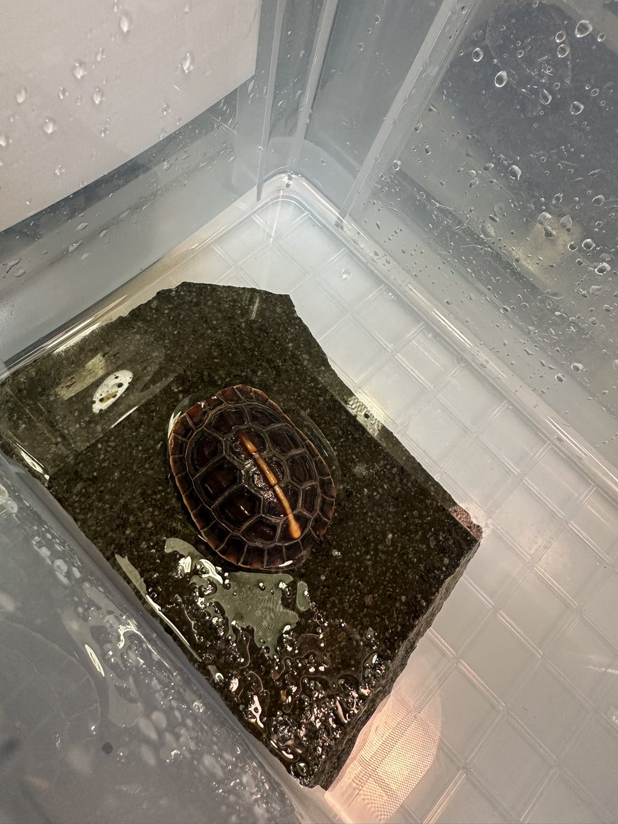 爬虫類ショップ 天和（tenwa_reptiles） tweet media