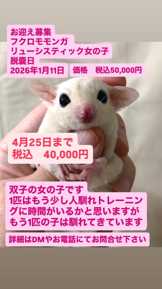 lien_links's tweet photo. フクロモモンガ
お迎え募集中です！😊

4月25日まで
価格　税込50,000円→税込40,000円

#フクロモモンガ和歌山 #フクロモモンガリューシ #フクロモモンガリューシ女の子 #フクロモモンガベビー #フクロモモンガ関西 #フクロモモンガブリーダー https://t.co/F64FYseOOE