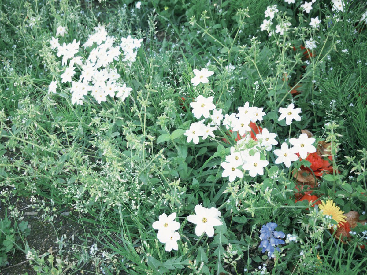 朝鼠 - AsaMo tweet media