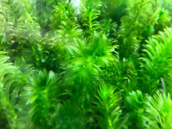 【水草・水生植物】チャーム公式 tweet media