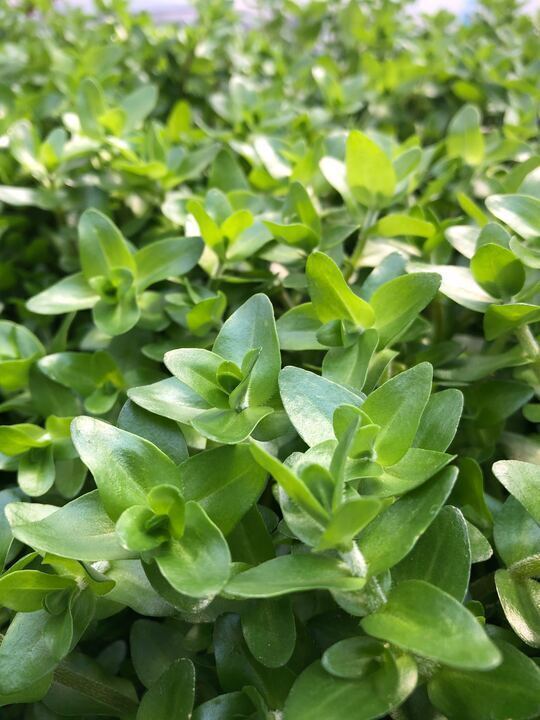 【水草・水生植物】チャーム公式 tweet media