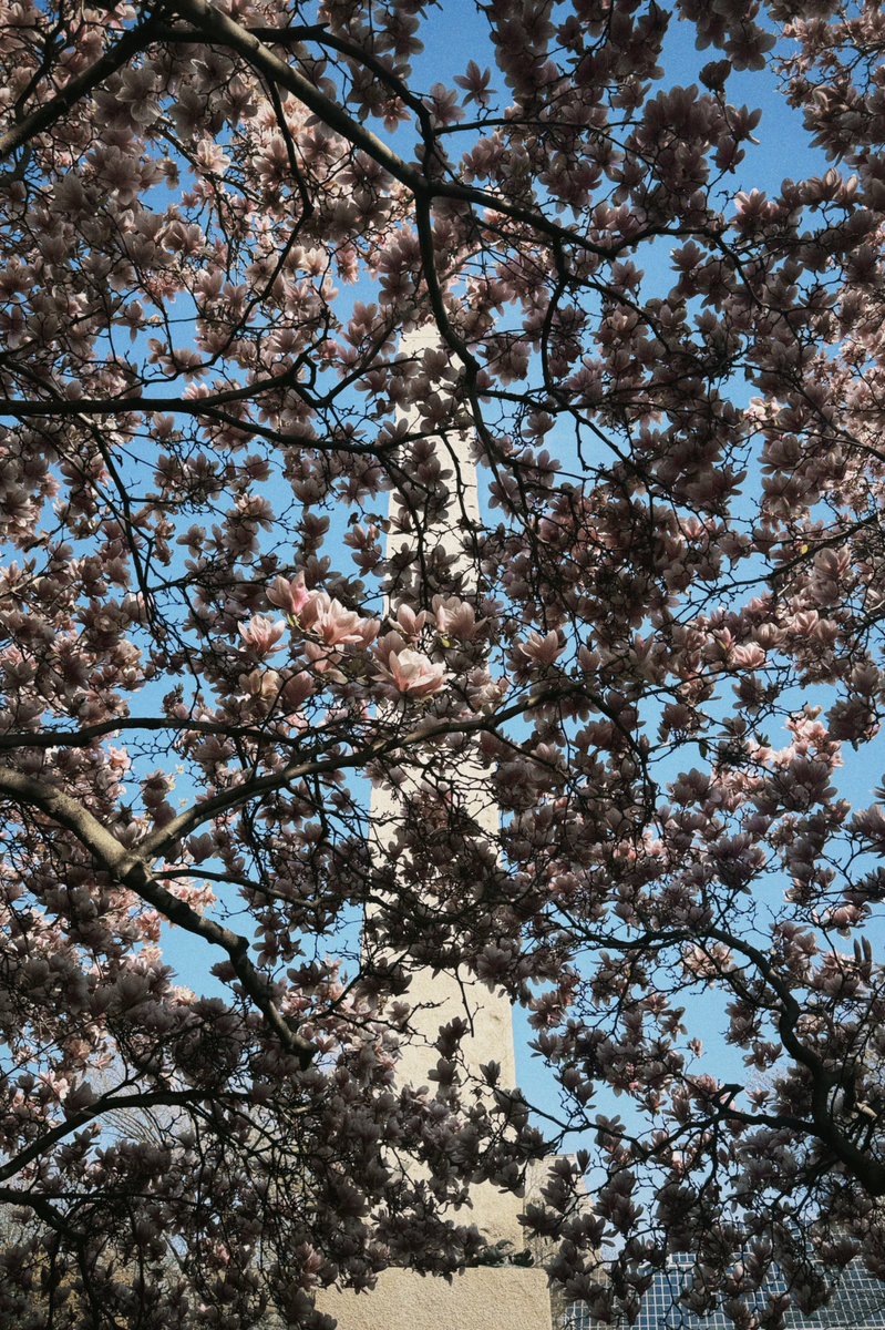 红橘缓胶释囊 tweet media