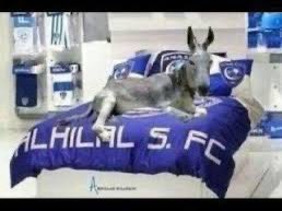 ماجد الأحمري tweet media