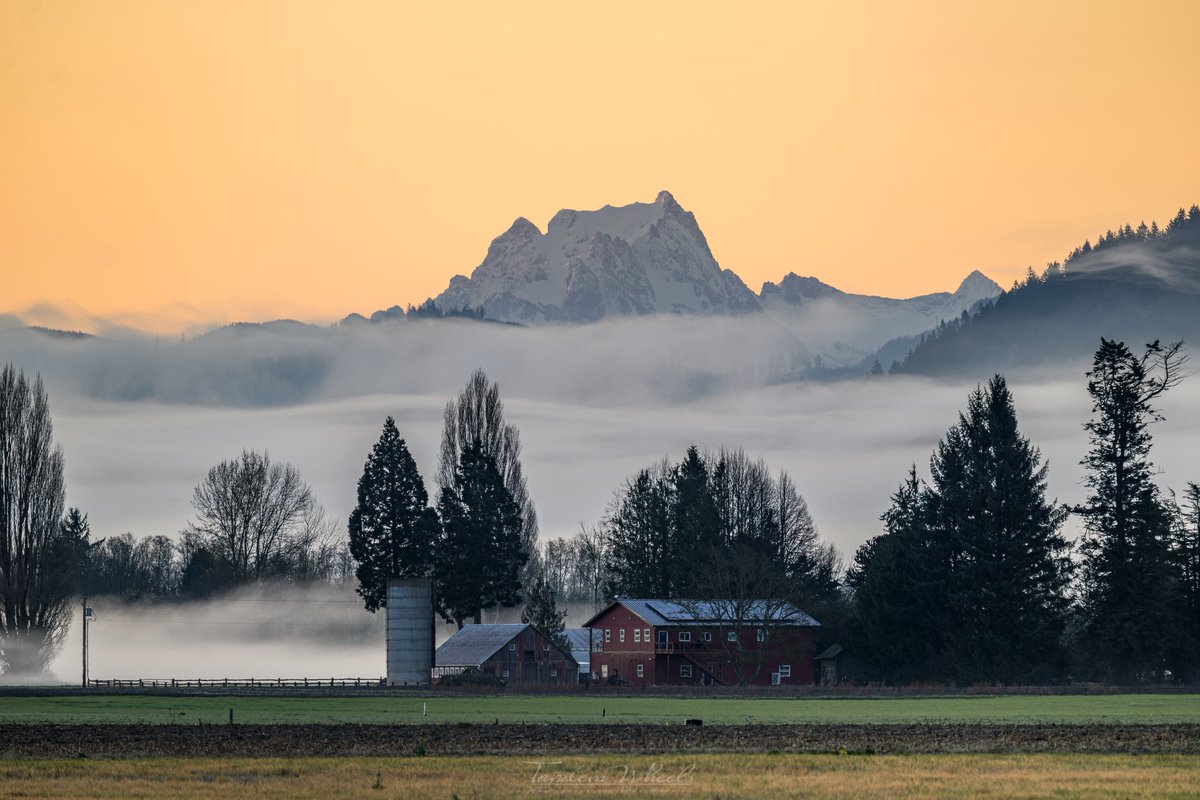 wheeler244's tweet image. Layers of fog - 🌅
Last week, I was greeted by a golden glow as I headed toward the tulip field. This small farm sits in the woods with a backdrop of beautiful snowy cascades. It was really cool to watch the fog roll across the farm and the lower foothills. #wawx #pnw #nature