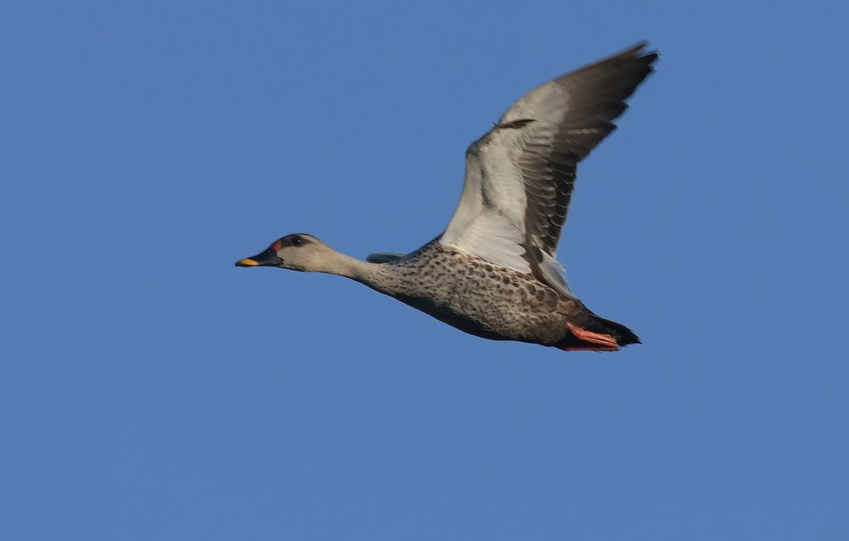 Indian Spot-billed Duck
12 April 2026 — Lahore