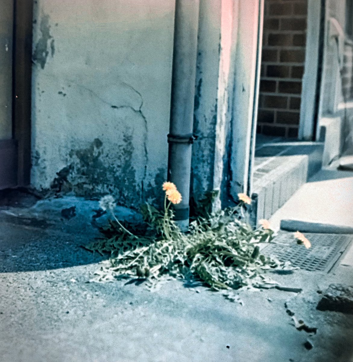 前編で簡単にモノクロフィルムの現像が完成したAGOフィルムプロセッサー、今度はカラー現像にチャレンジしてみます。

柊サナカのカメラ沼
第57話 自動現像機、AGOフィルムプロセッサーでカラー現像をしてみる。（後編）
<a href="/hiiragisanaka/">柊サナカ　Hiiragi Sanaka</a> 

photoandculture-tokyo.com/contents.php?i…

#ピクトコラム