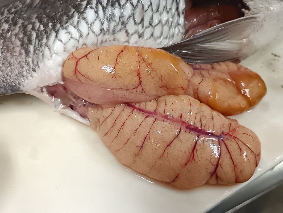 RIKYU@昆虫食レストラン tweet media