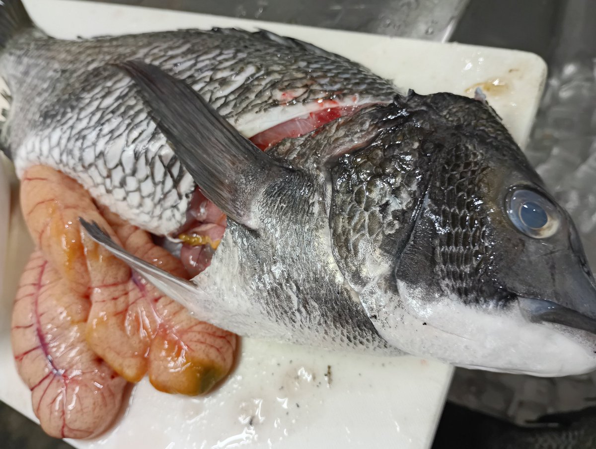 RIKYU@昆虫食レストラン tweet media