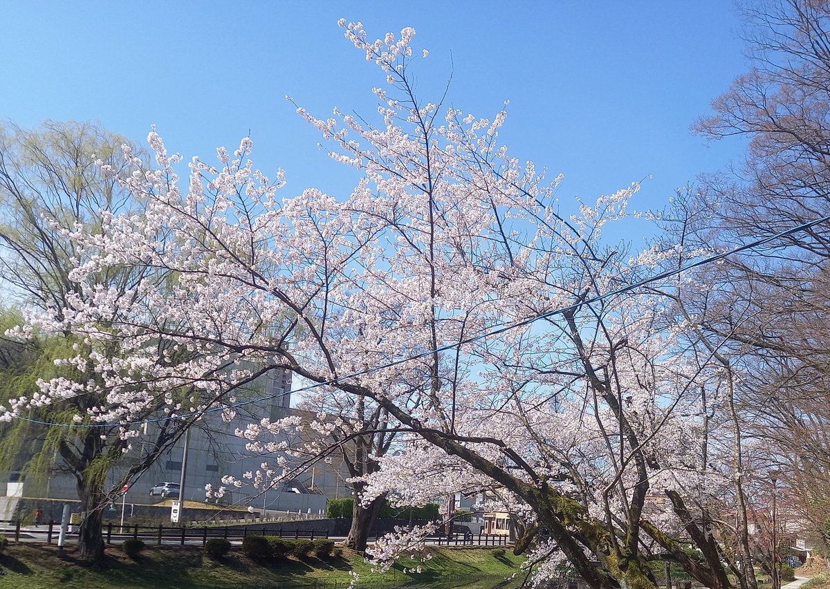 しごおわ帰宅！
こちらも何とか桜が咲き始め春らしい穏やかさが訪れました！
正に花見にうってつけの天気でした。
しかし日中は暑かったなあw
今日も一日お疲れ様でした！