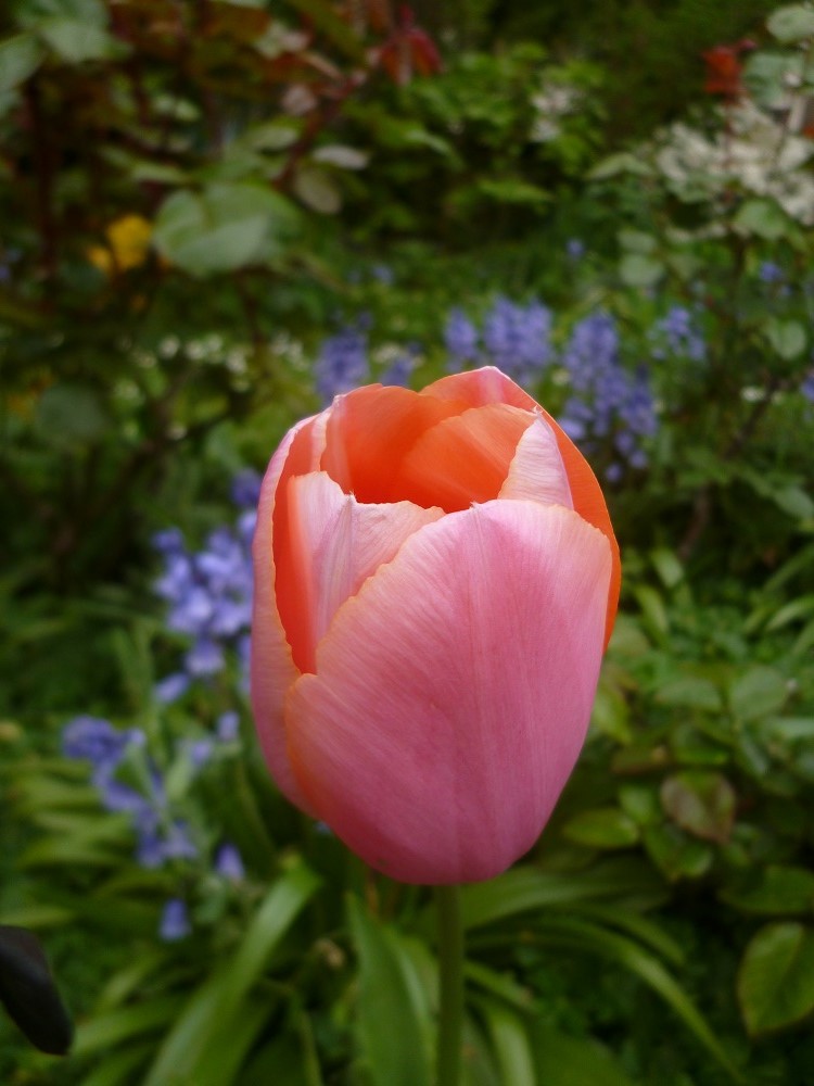 CommunityGdnsLondon tweet media