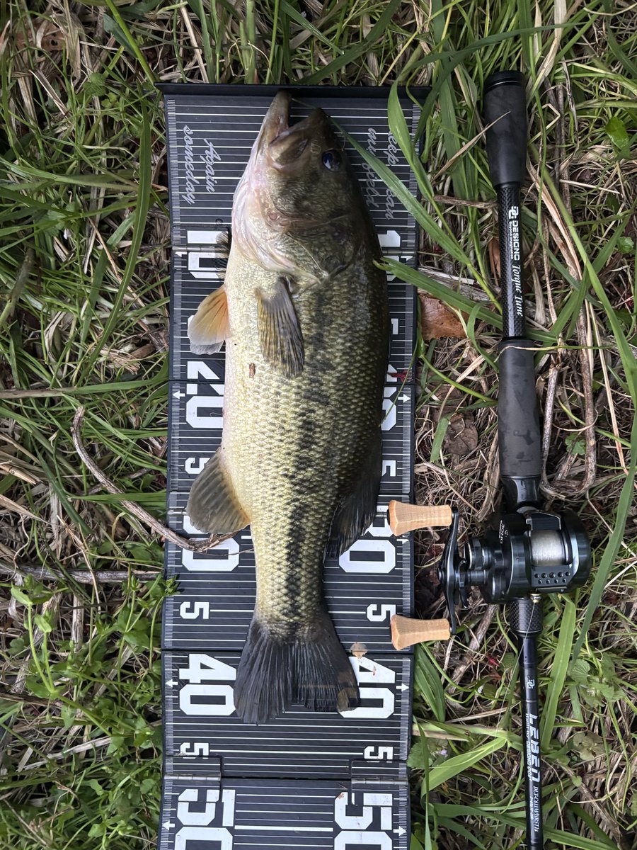 PentagonNobu's tweet photo. 今日は霞水系離れての釣り🎣
フリーリグで3本❤️
みんな同じようなサイズ‼️
久々の日中フルで友人と釣りして楽しかった✨
帰りの野池でタイニークラッシュで3発出たけど乗らないってどういうこと😇⁉️笑
#スプリームスタイル
#ペンタゴン
#designo https://t.co/Rnt3k7iAGw