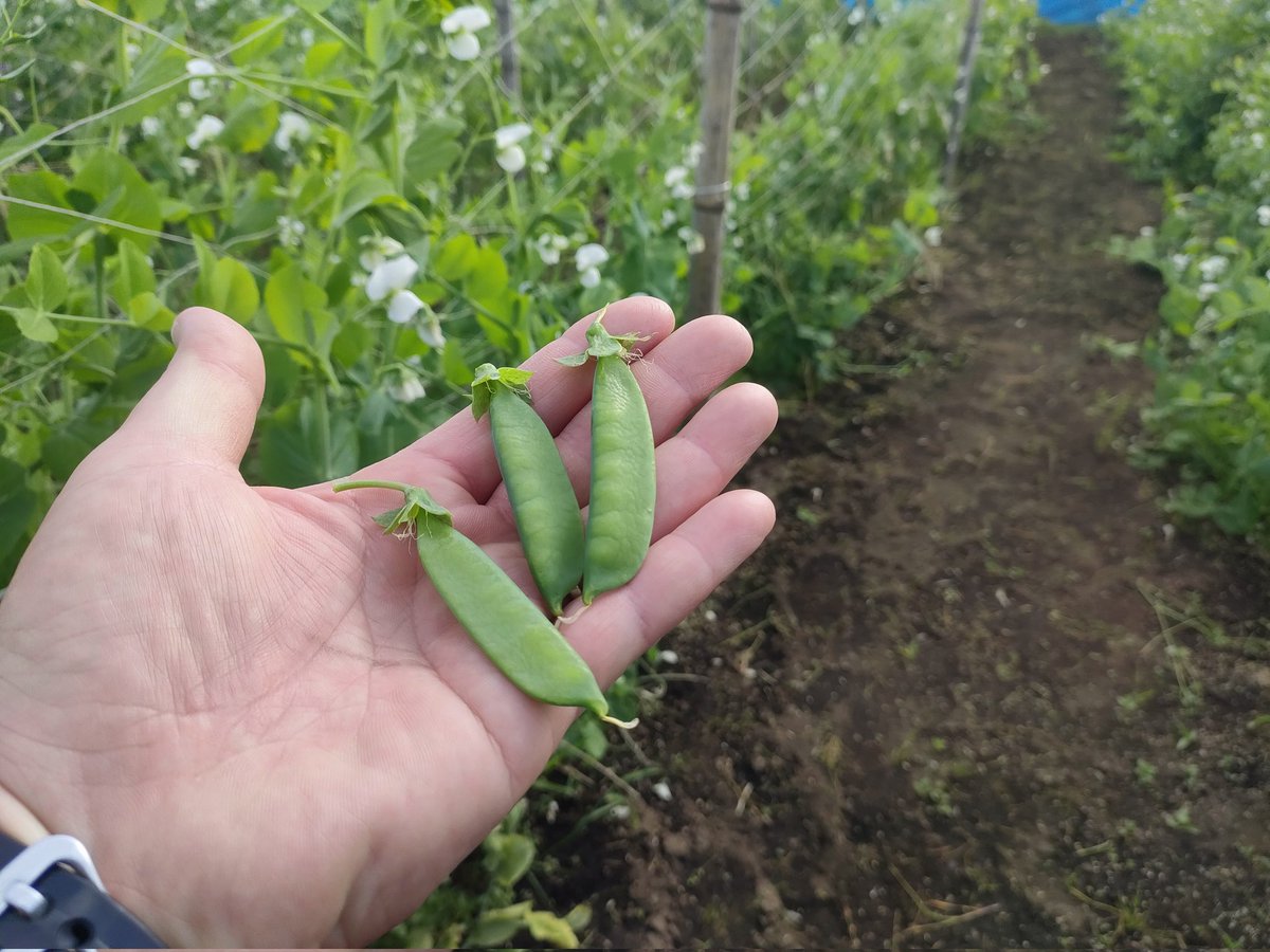 ３Sパパ tweet media