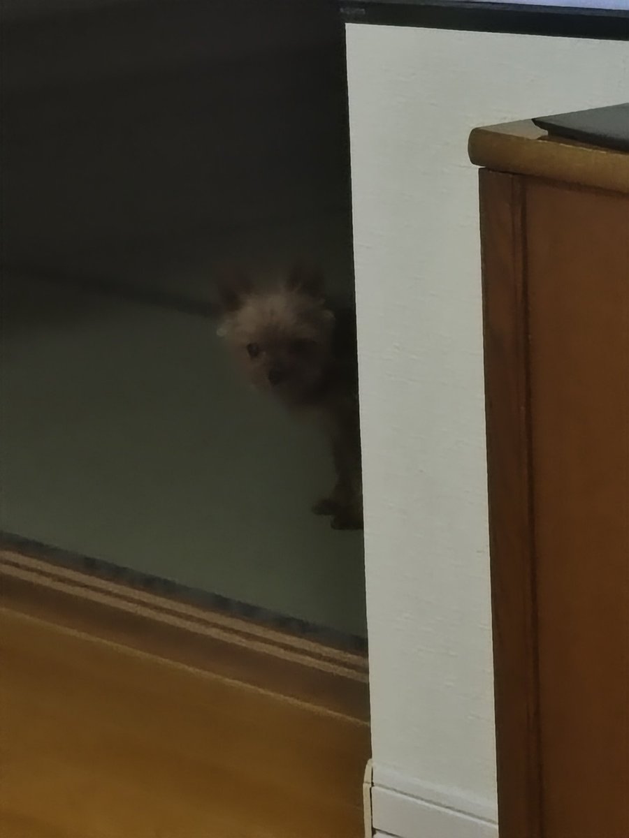 頼綱（よりつな）🐌🐌🐌 tweet media