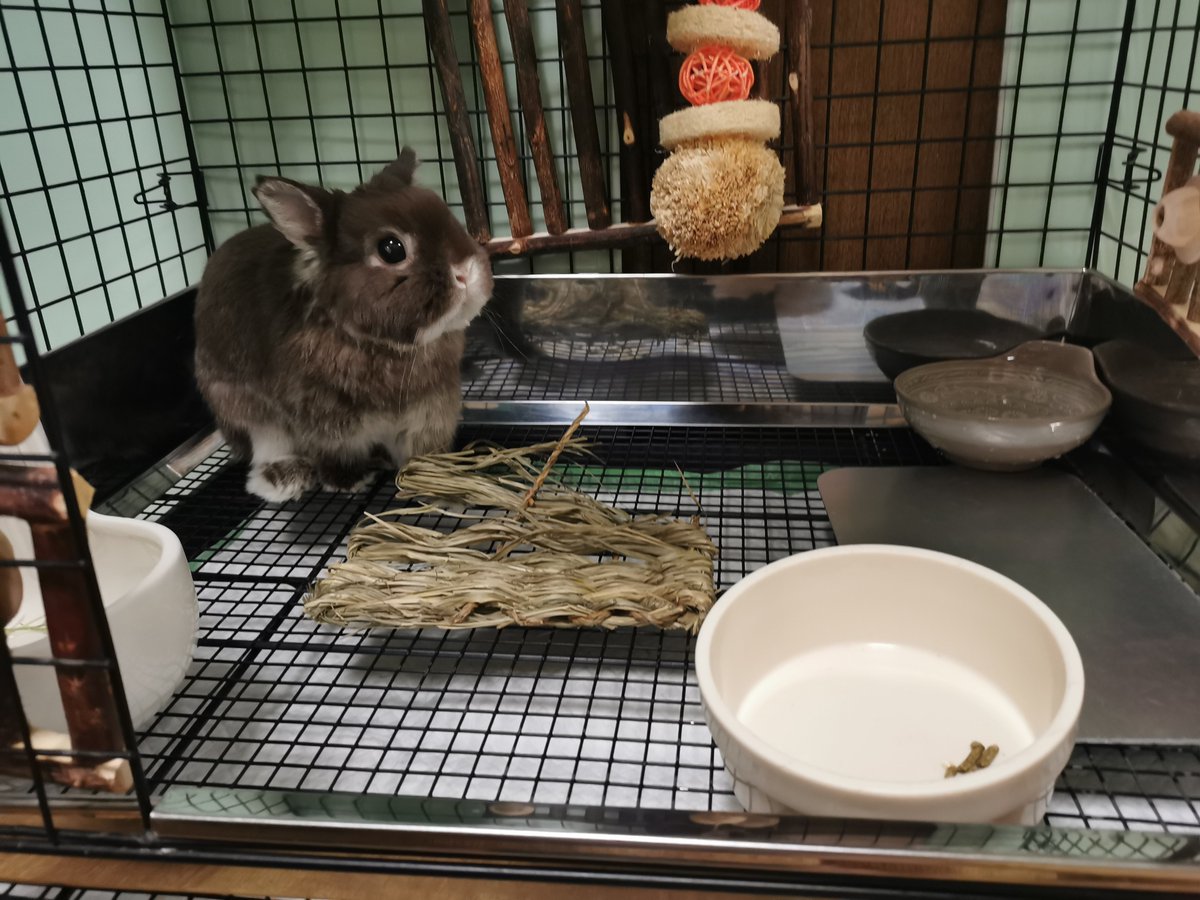チョコとココア🐰（飼い主:もちこ） tweet media