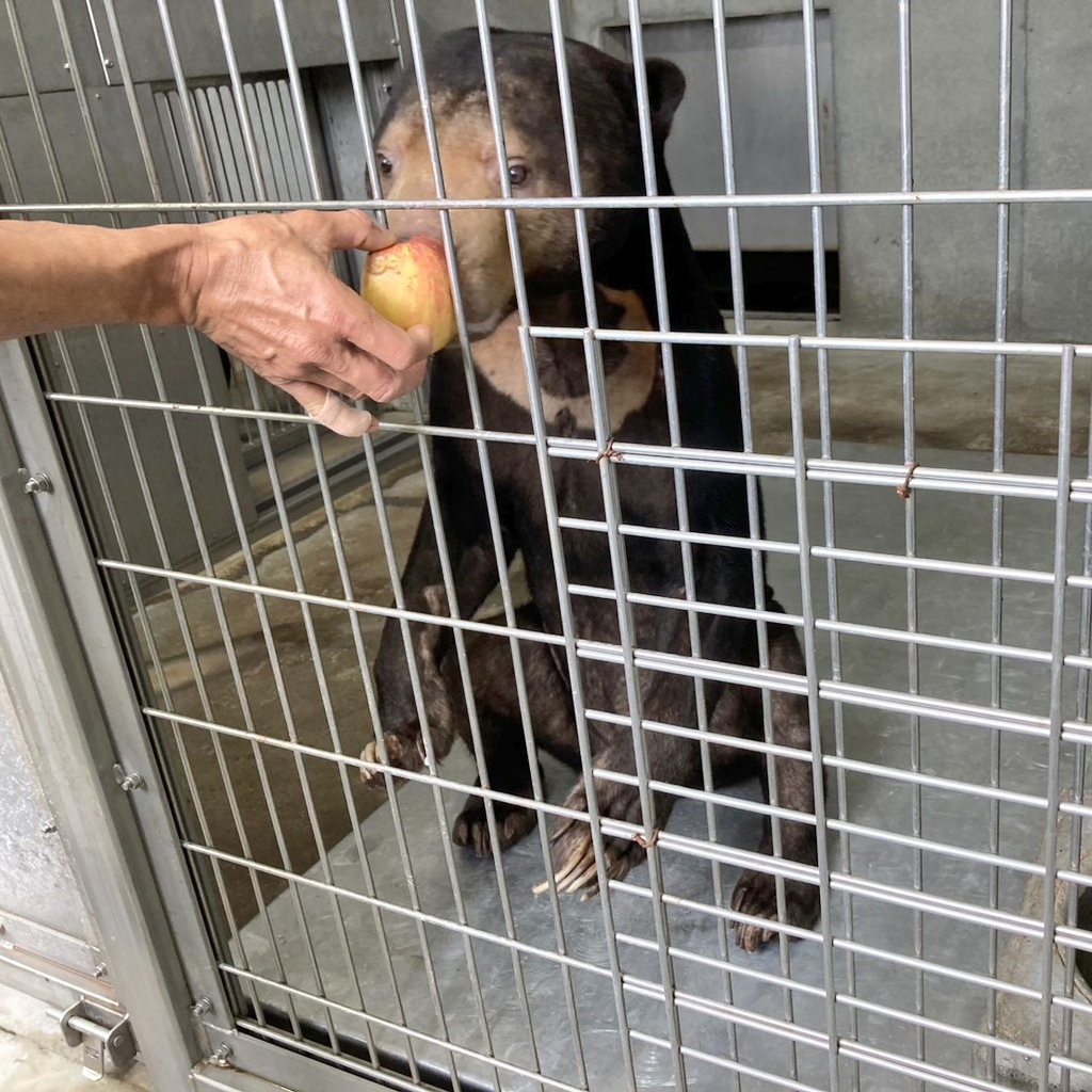 【休園中】甲府市遊亀公園附属動物園　公式ツイッター tweet media