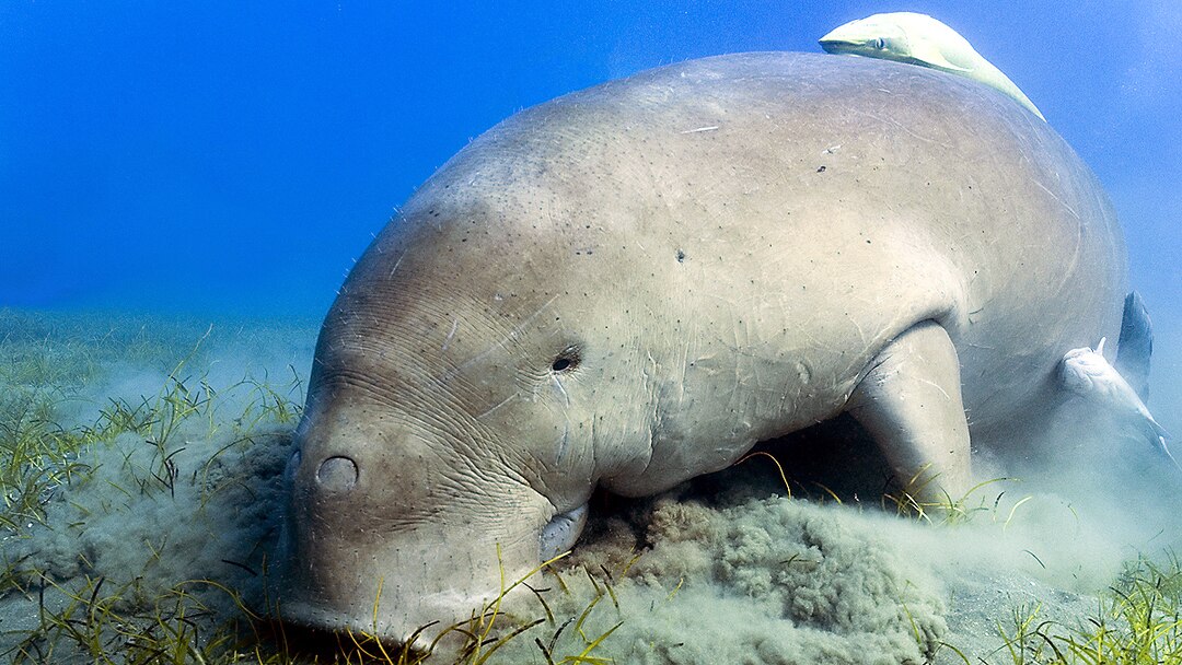 iambhola1983's tweet image. हमारे पर्यावरण में हर किसी का अपना महत्व है। इसलिए हमें सभी के हितों का ध्यान रखना चाहिए।
#pollution #sprrrow #saveearth