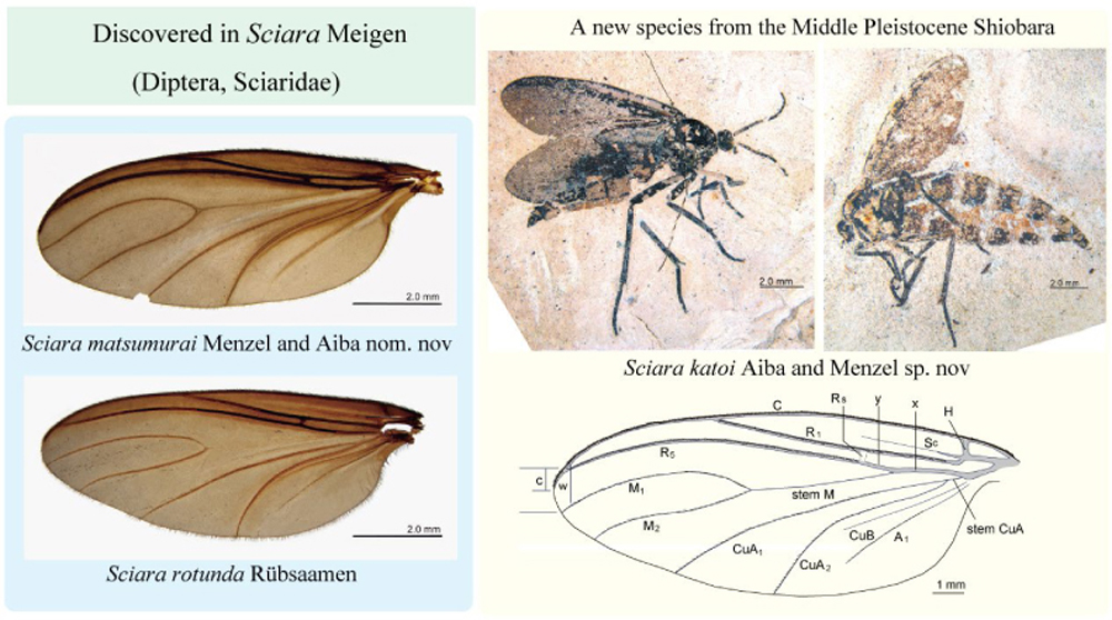 Paleont_Res's tweet photo. PR PUB. INF.
Discovered in Sciara Meigen (Diptera, Sciaridae): two preoccupied names and a remarkable new species from the Middle Pleistocene Shiobara Group in Japan
Hiroaki Aiba, Frank Menzel
https://t.co/YXcJCFdBCA https://t.co/LEoAecnfrf