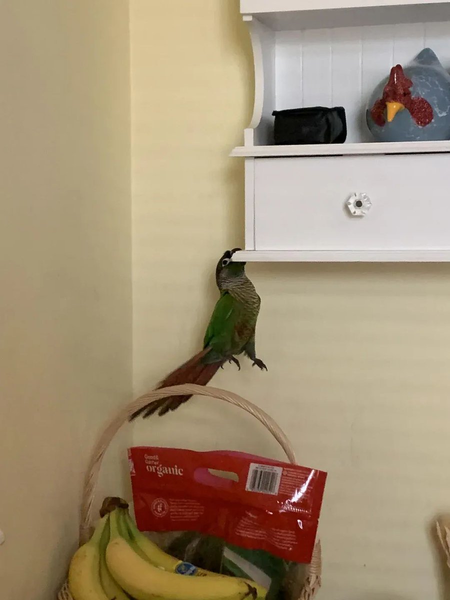 Vel'Caz 🐤 tweet media