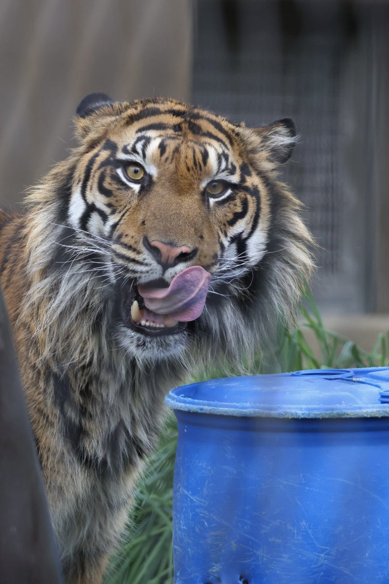 ミンチをペロリ🥩🐯💙

📷2026.4.14
#アオ
#スマトラトラ
#東山動植物園
