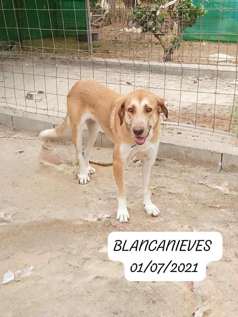 silvia mensegar tweet media