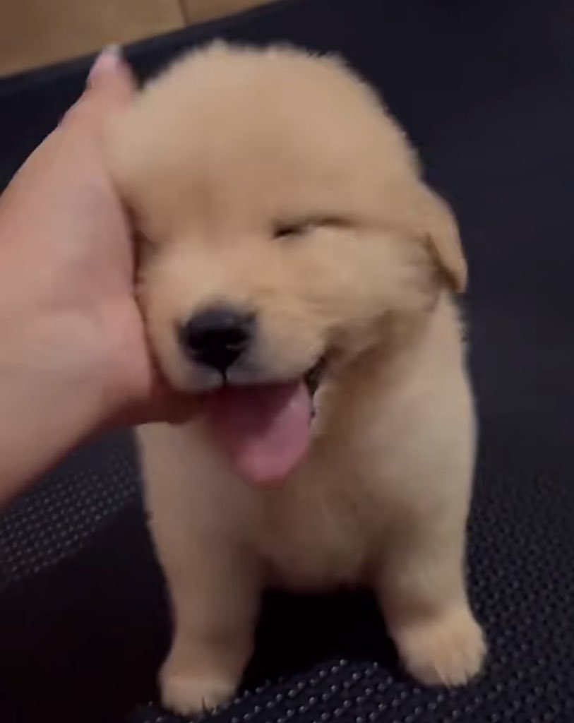 theDogLovers tweet media