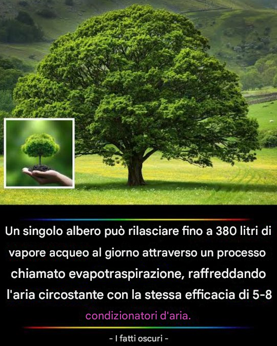climacritic's tweet photo. L’anidride carbonica extra aiuta le piante a crescere più velocemente, a utilizzare l’acqua in modo più efficiente e a prosperare anche in regioni più aride.

Aumenta l’agricoltura globale, sostiene una maggiore produzione di cibo per una popolazione in crescita e crea un pozzo di carbonio naturale che modera leggermente il riscaldamento attraverso l’evapotraspirazione — proprio come un pianeta che “suda” per rinfrescarsi.
