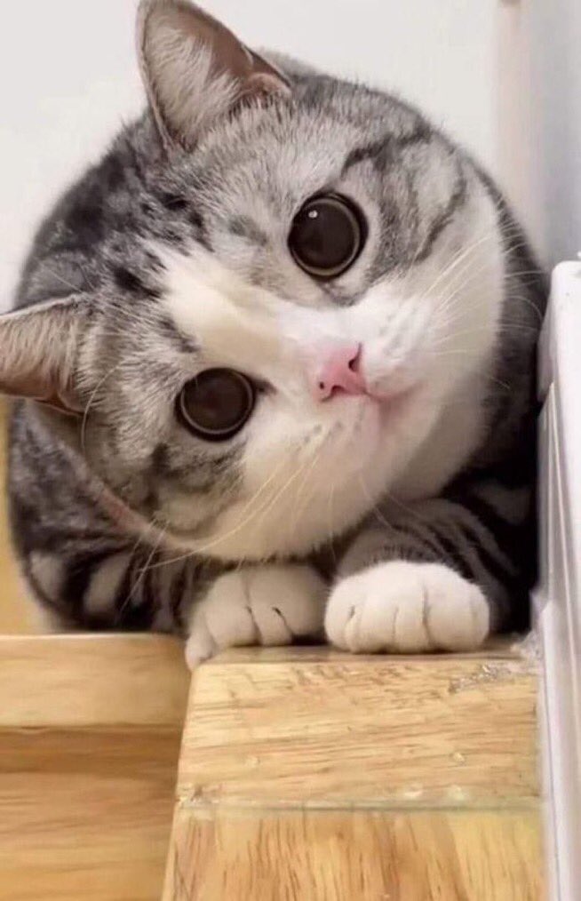 猫しか勝たん tweet media