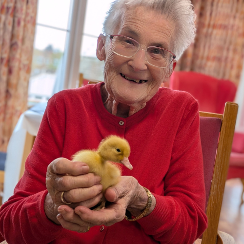 CareTalkMag's tweet image. Springtime joy as ducklings delight care home residents 😊🦢🏡-  bit.ly/4mwCidF

#springtime #carehome #smile