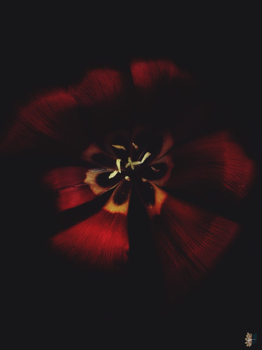 Deepest Darkness

Let go and fall into my dark heart

Macro photography of a red tulip in my garden taken to the dark side

1/1
5000 $XTZ

#TezosTuesday