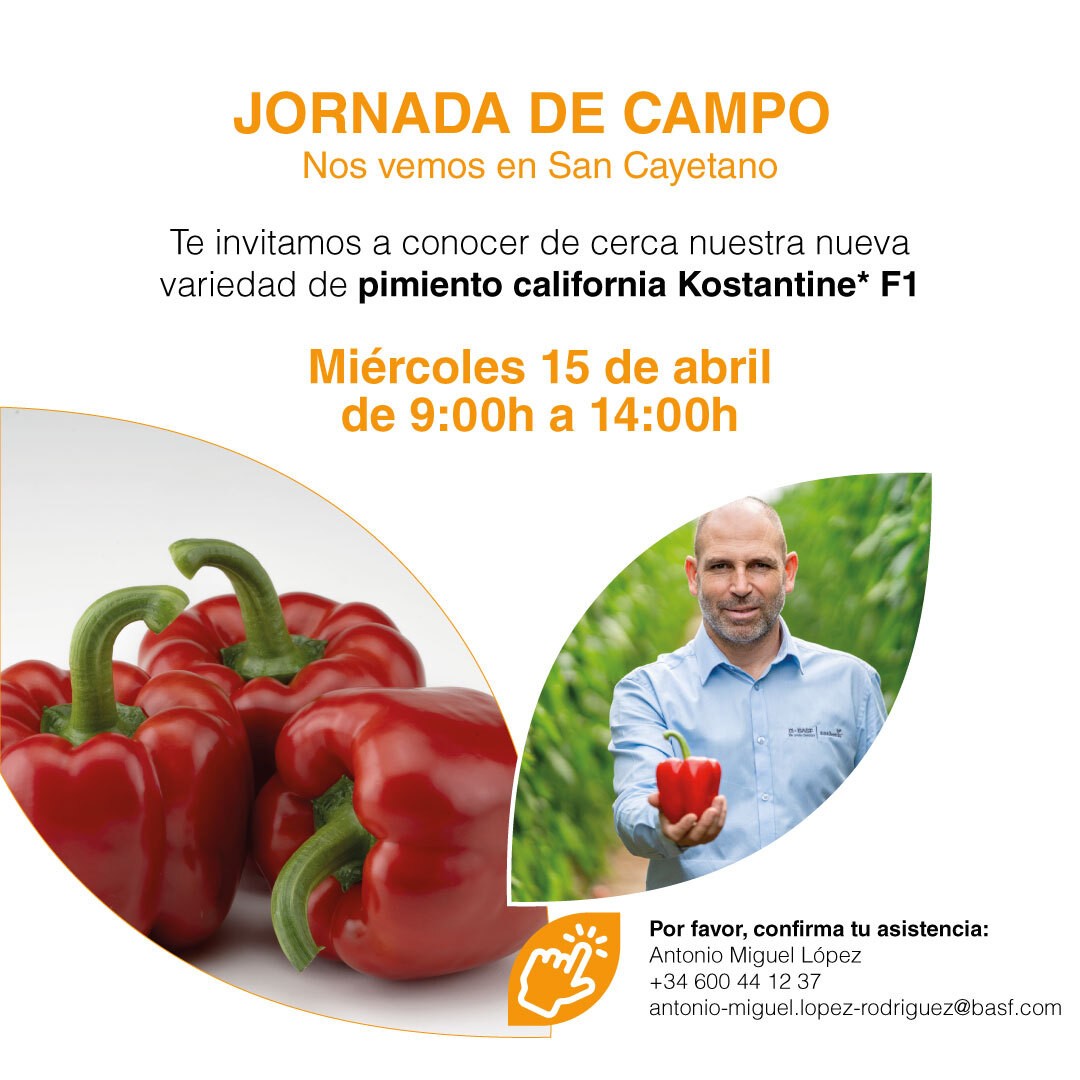REVISTAFYH's tweet image. 📢 BASF|Nunhems organiza mañana una jornada de campo en San Cayetano, #Murcia, para mostrar su variedad de #pimiento California rojo Kostantine F1. Si aún no lo conoces, ¿a qué estás esperando?

📅 Miércoles, 15 de abril
⏰ 09:00 a 14:00 h
📍maps.app.goo.gl/7eUzywBWwfFv4r…