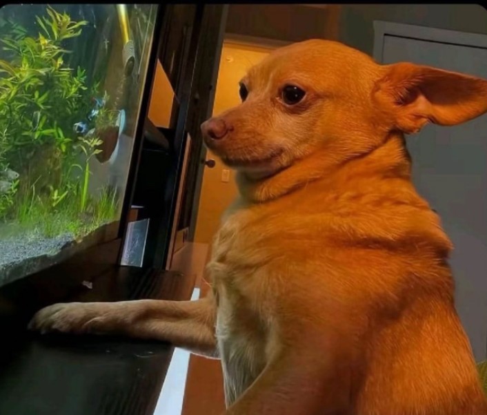 Shadrach tweet media