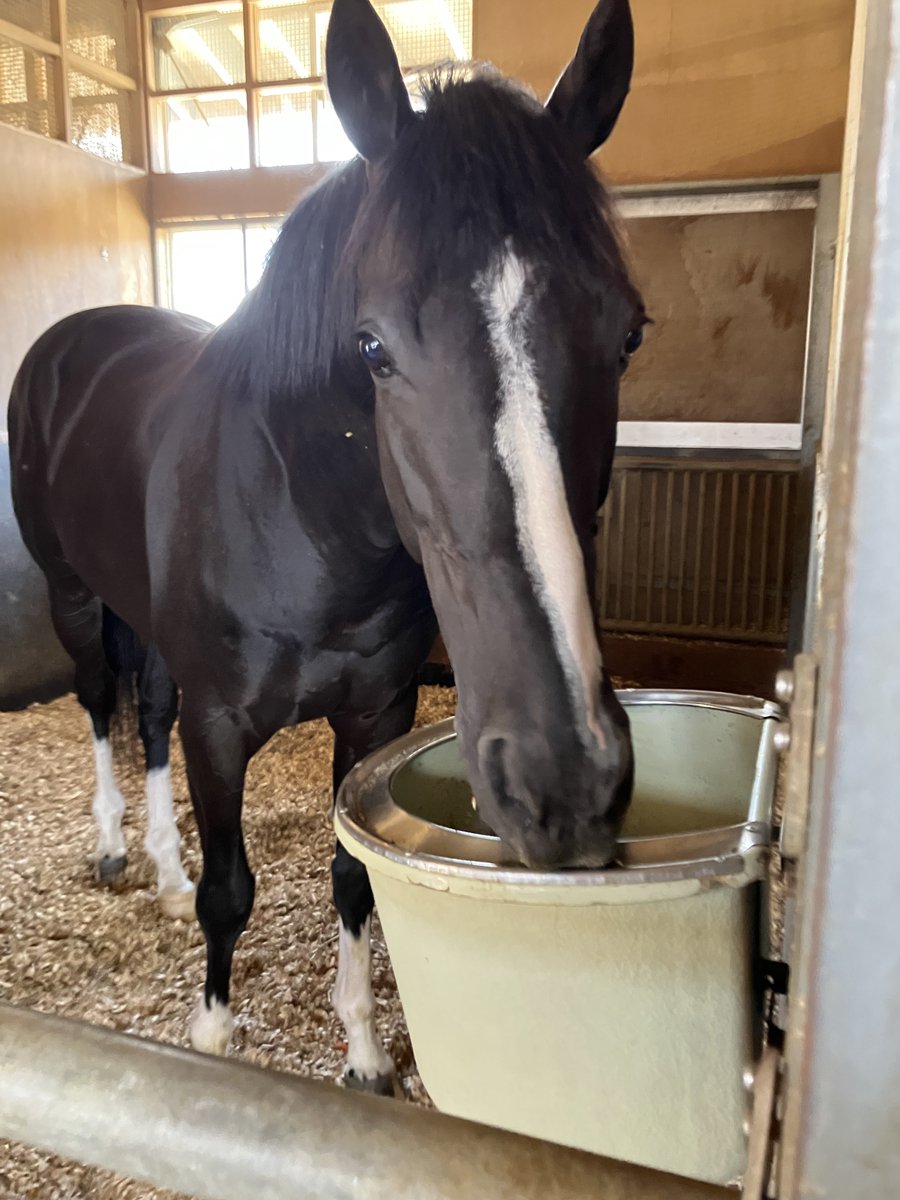 日刊ゲンダイ　競馬 tweet media