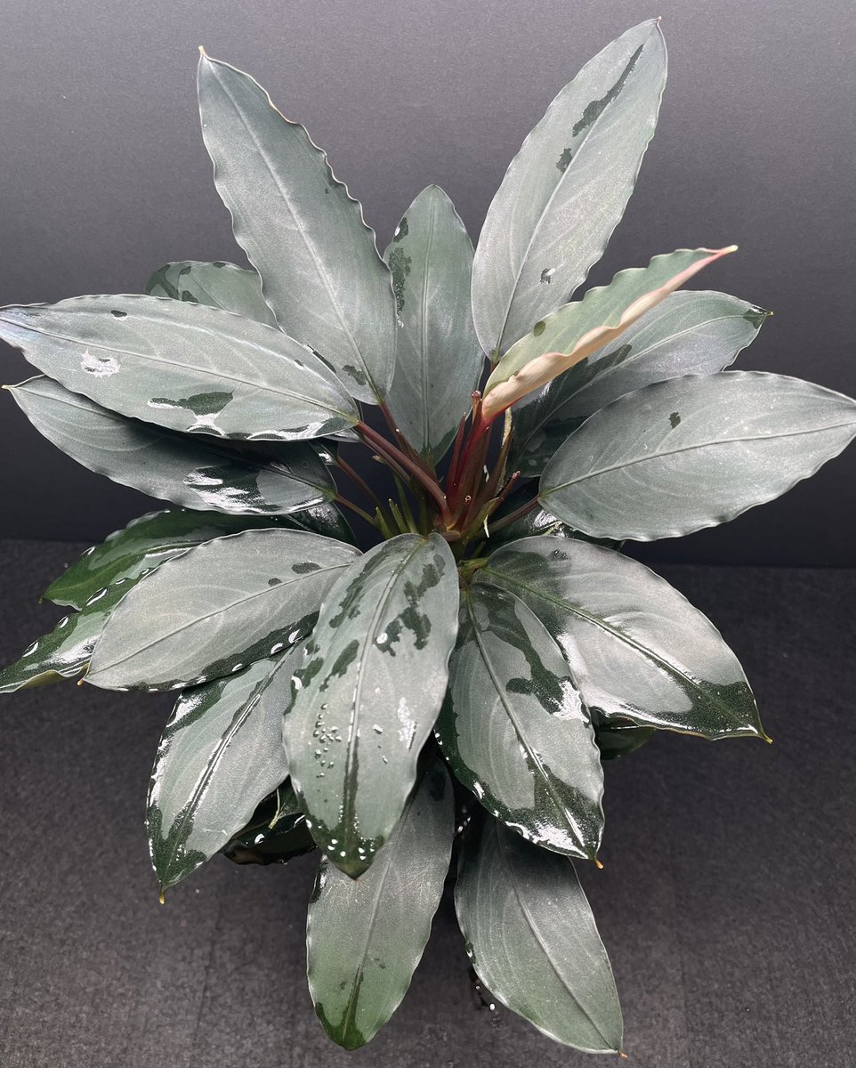 BuceRoom tweet media