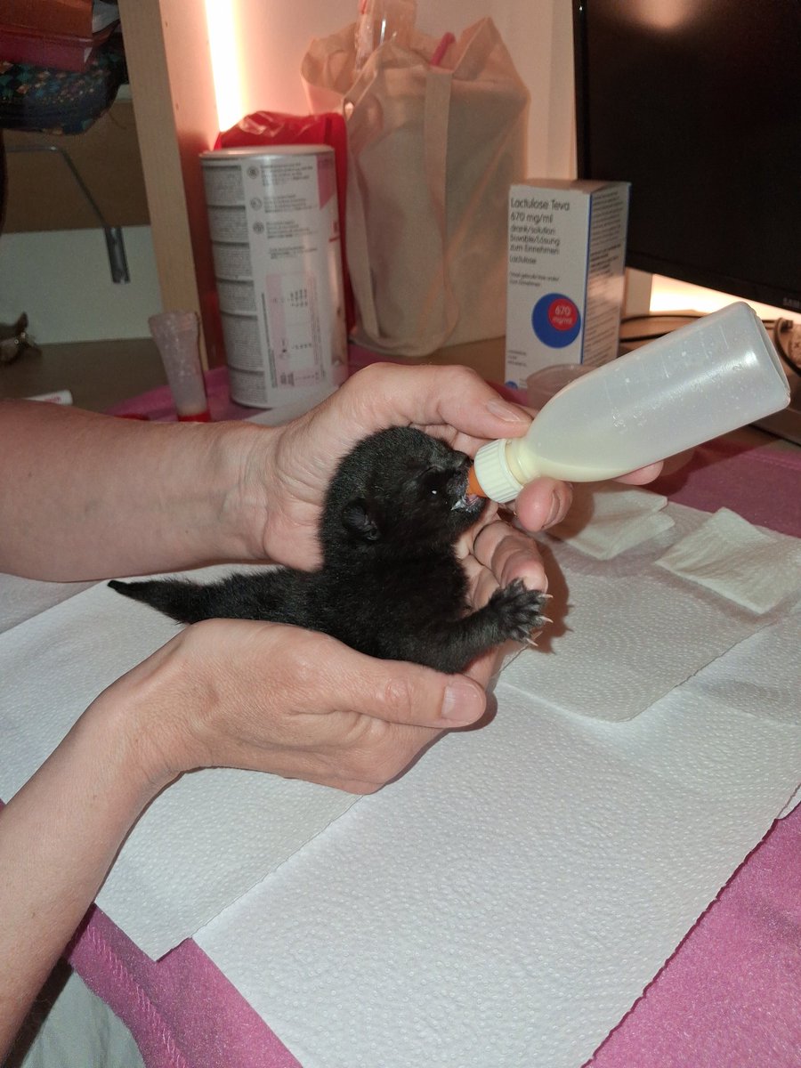 Mommy Yitzki tweet media