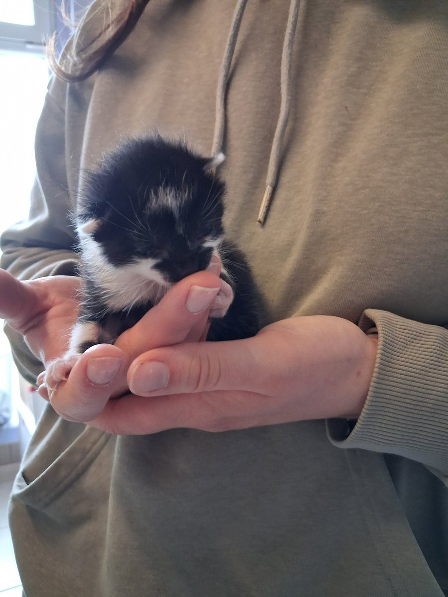 Mommy Yitzki tweet media