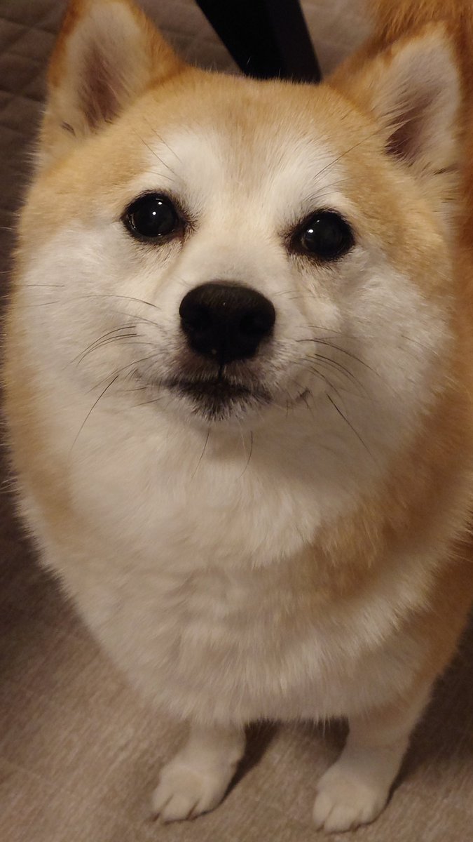 柴犬ししまる tweet media