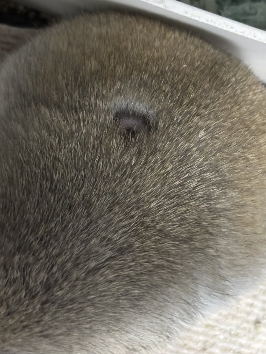 richaremu's tweet photo. だいちゃんのその後
良性だと血だらけにはならず(2箇所目)
綺麗にカサブタになっていきました

いずれ悪性に変わりそうだよね( ･᷄ὢ･᷅ ) https://t.co/6HpilnyKFO
