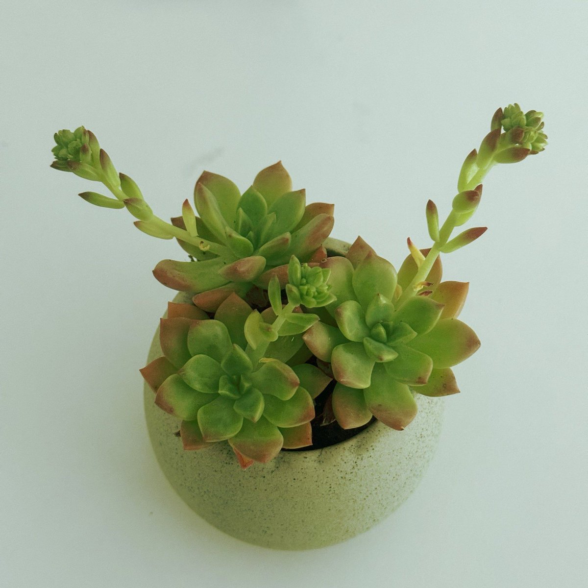 Cintia Domingues tweet media