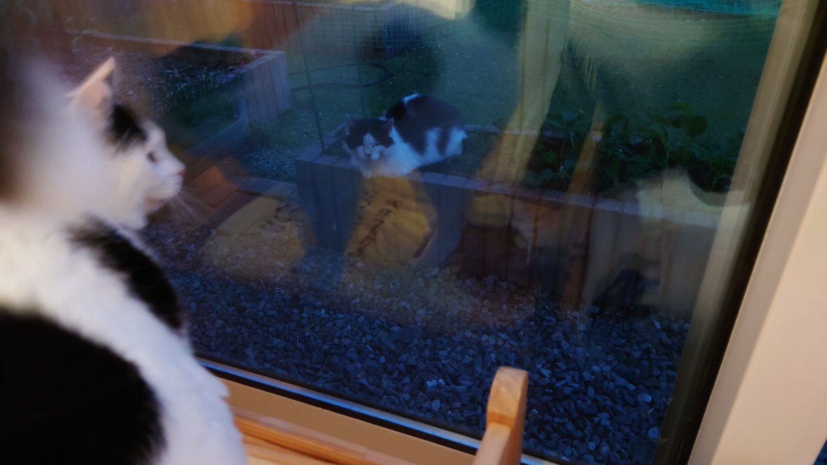 猫山猫子 tweet media