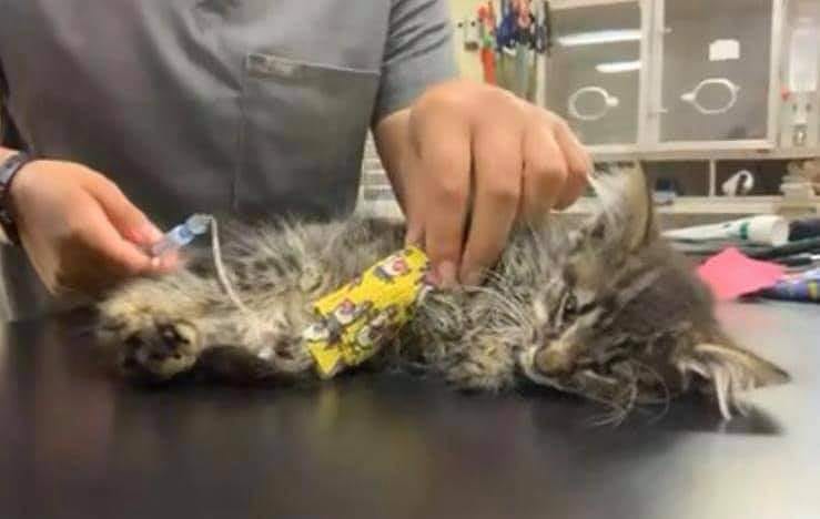 Kitten is in critical condition. Doctors will do everything possible to save her, but things don’t look very good. Every donation is greatly appreciated. Please click the link in our BIO. 💔REPOST💔