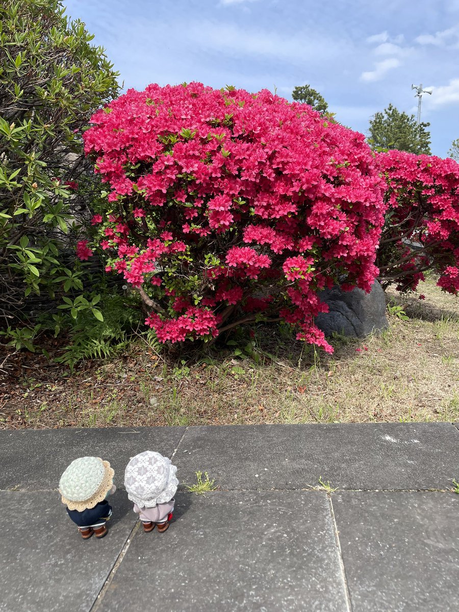 あまい におい〜ᕷ*.°
むらさき ぴんく 
そして あか✨️

きれいねぇ〜ᕷ*.°
きれいです✨

まだ気持ち早かった😆