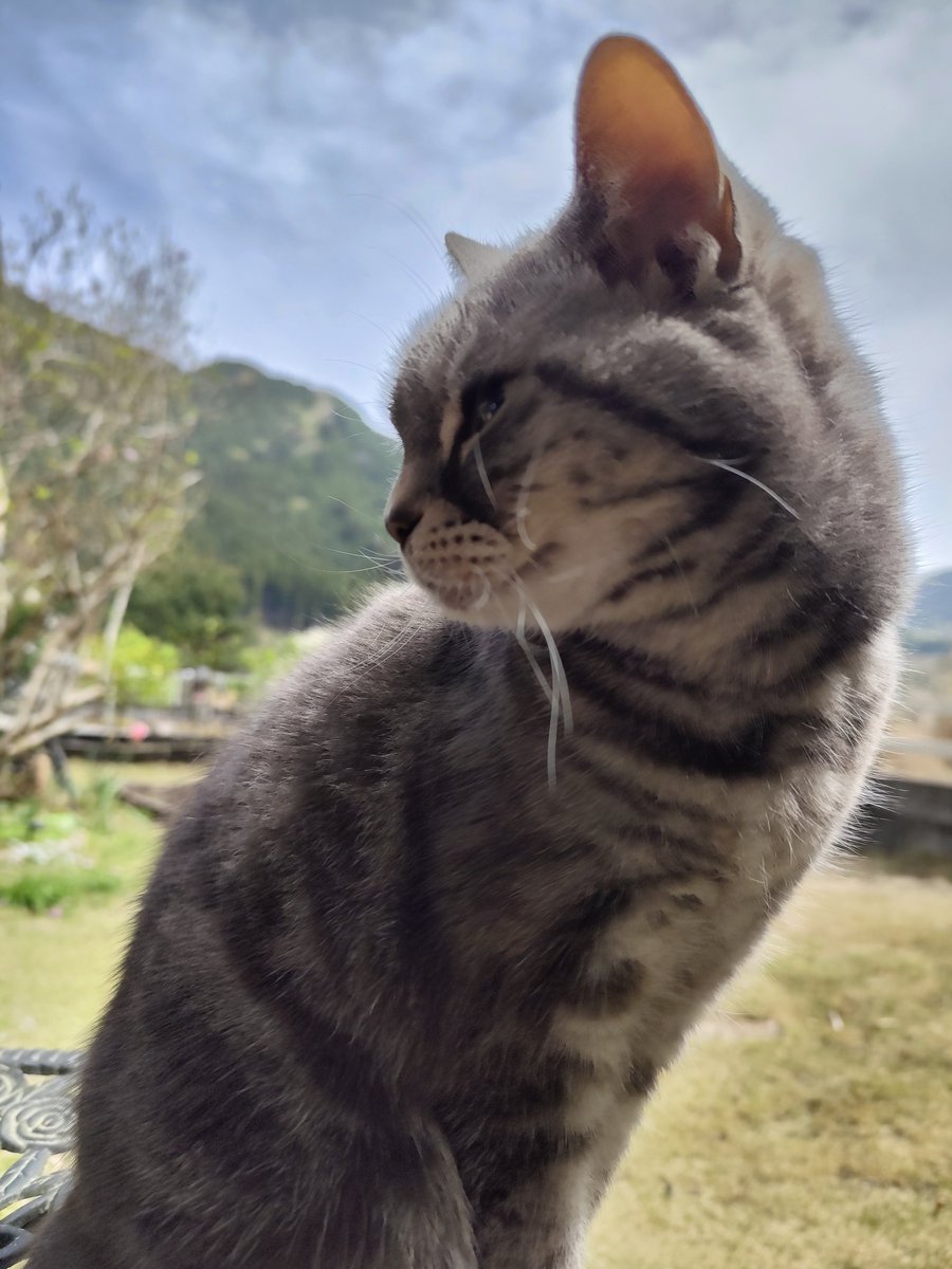 marimnyan's tweet photo. 春めいてきたじゃない(=^・^=) https://t.co/s1EmjI3V1u
