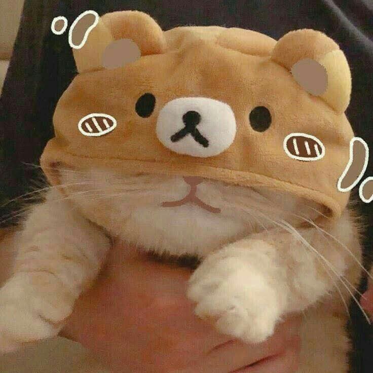 もふもふ天国🙀🐶🎊 tweet media