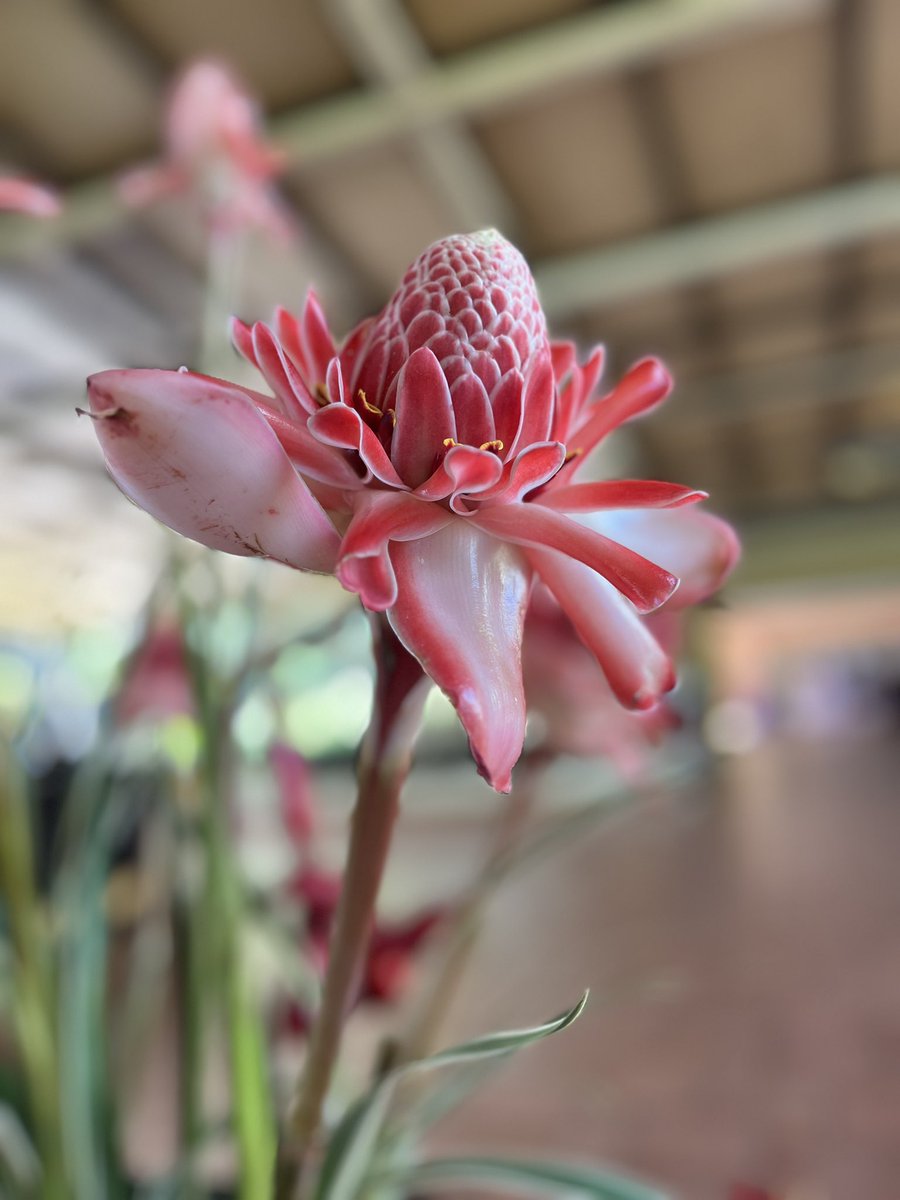 Aanbhan's tweet image. Share your Pink Photographs 

#theme_pic_India_flowers 
#FlowersOnMonday 
#FlowersonX