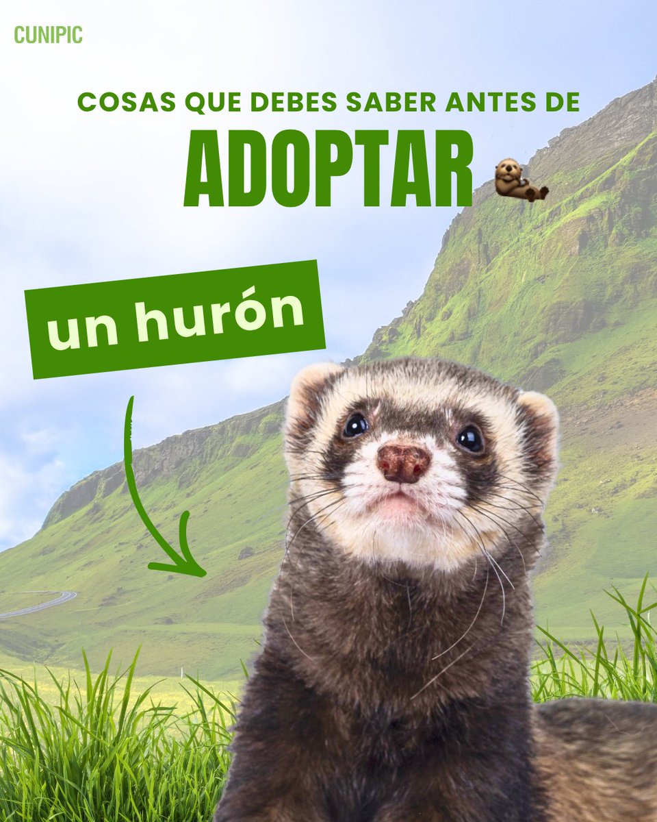 CUNIPIC's tweet image. ¿Estás pensando en adoptar un hurón?
Antes de dar el paso, hay cosas que debes saber (y que nadie te cuenta) 👇

Guarda este post si estás valorando adoptar uno y 📤 Compártelo con alguien que ame los hurones

#Hurones #Ferrets #MascotasExóticas