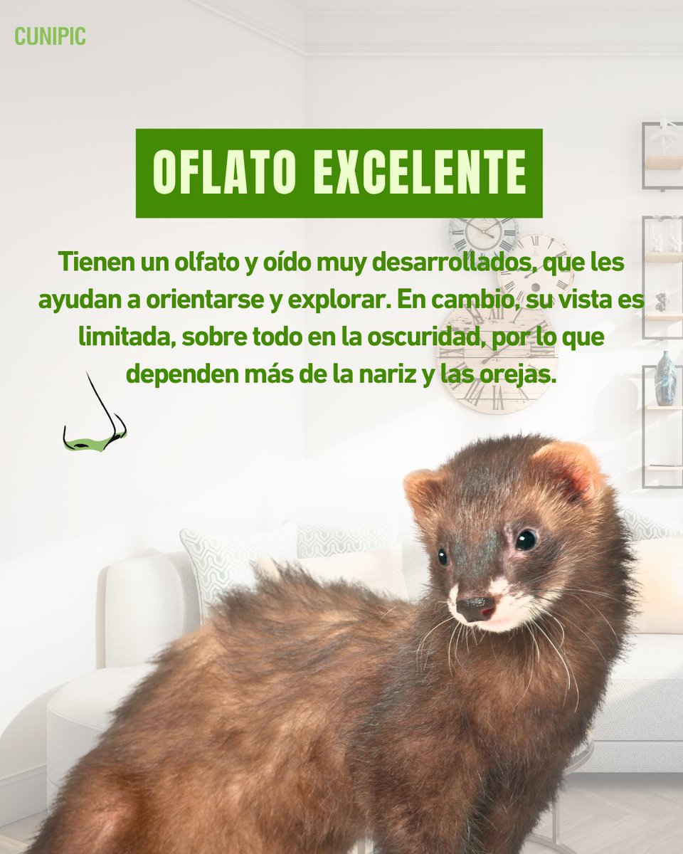 CUNIPIC's tweet image. ¿Estás pensando en adoptar un hurón?
Antes de dar el paso, hay cosas que debes saber (y que nadie te cuenta) 👇

Guarda este post si estás valorando adoptar uno y 📤 Compártelo con alguien que ame los hurones

#Hurones #Ferrets #MascotasExóticas