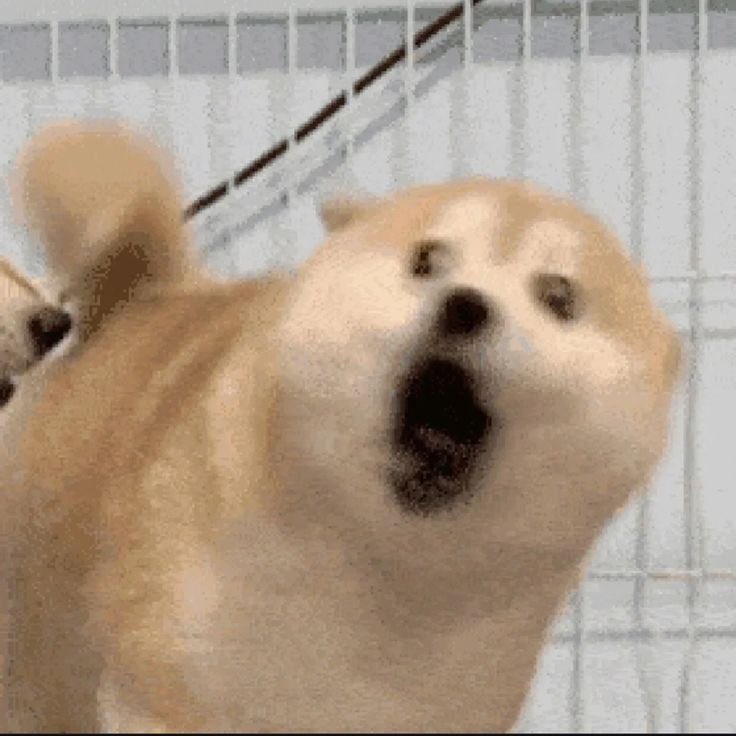 irochan_fart's tweet photo. Your face when you realize the Fartcoin dev made billions, but his first token is still sitting at low caps. Iro-chan is judging your entry point 🤨💨
#irochan #fartcoin https://t.co/tN8Ak1oeIt