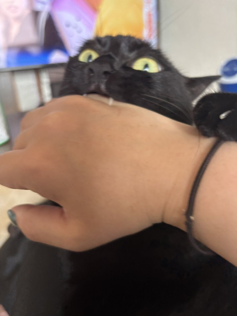 黒猫あさり tweet media