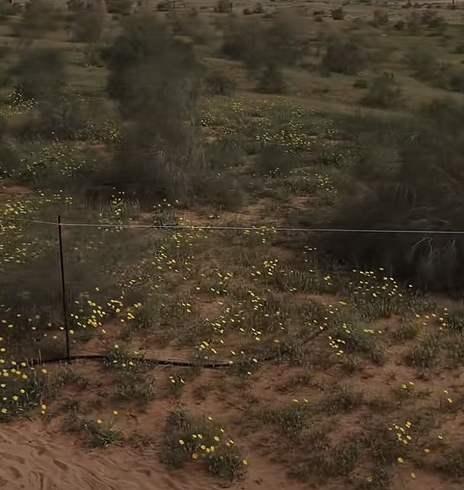 حمد القاضي tweet media